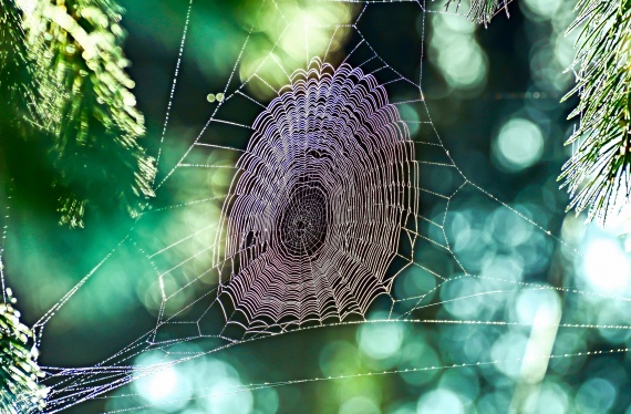 spinnenweb sociaal domein