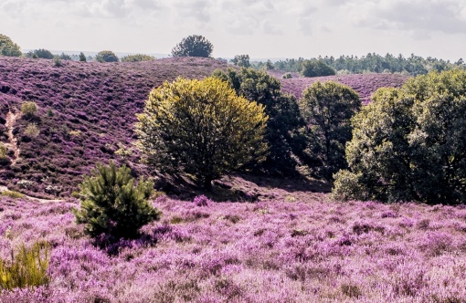 Heide vierkant.jpg